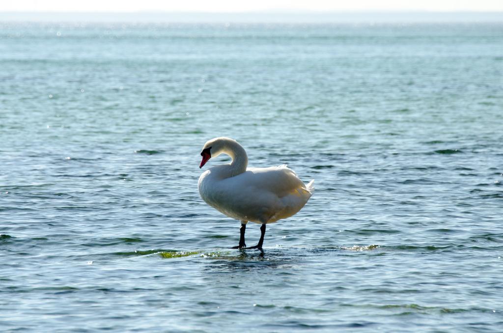 Mare Balticum Urlaub Auf Ruegen Sagard Exterior foto